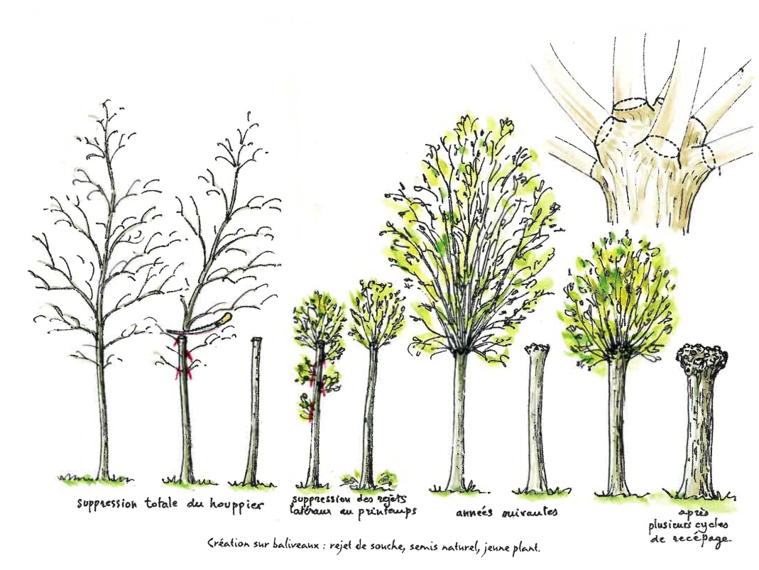 Agrandir l'image - fenêtre modale - Création de trognes qui seront intégrées à la haie plessée et seront plantées à équidistance à partir de jeunes plants ou de baliveaux
