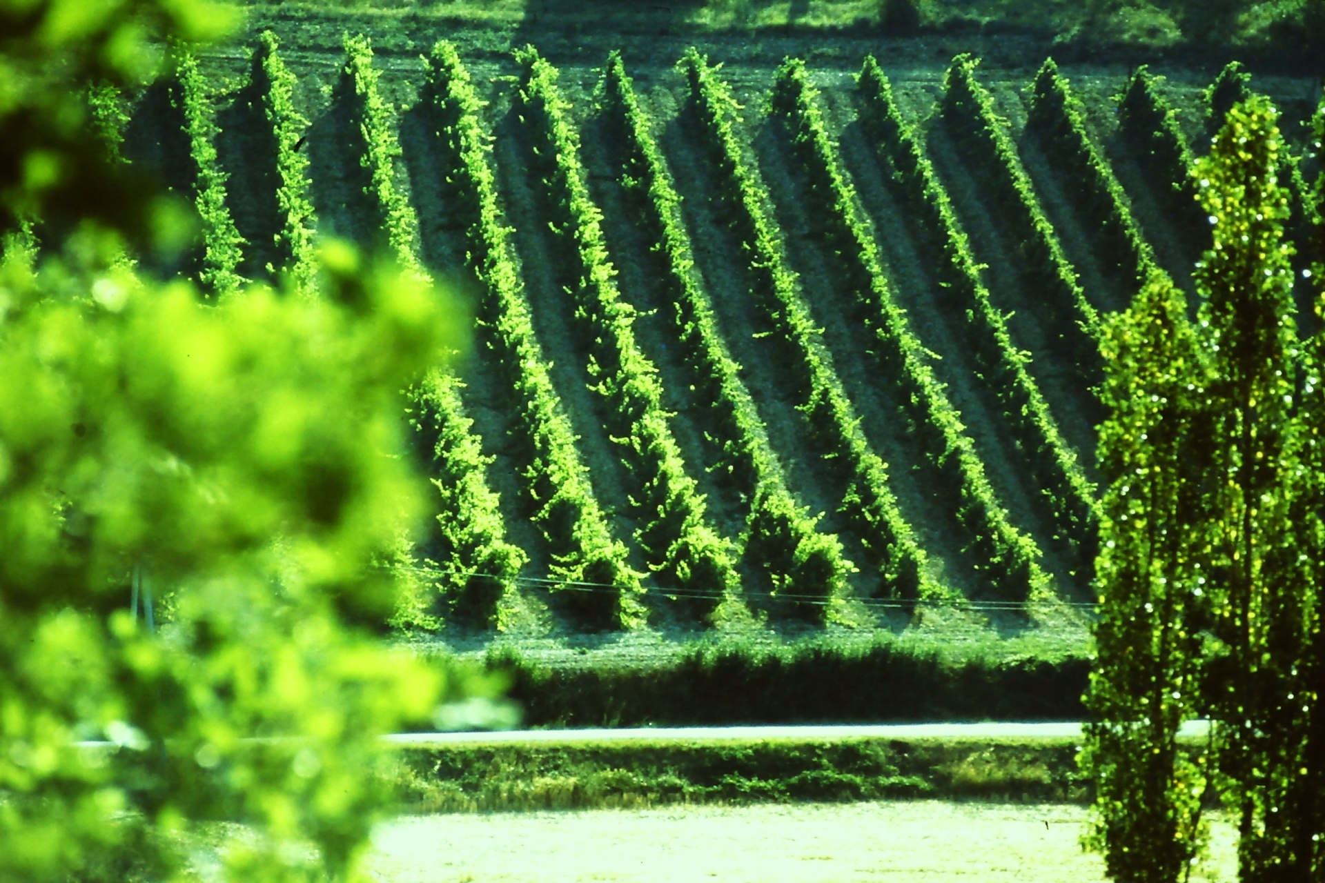 Fonds Allain Provost école nationale supérieure de paysage