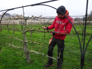 Agrandir l'image - fenêtre modale - Charles Dubreux brosse les branches d'un poirier pour éliminer les mousses et les lichens.