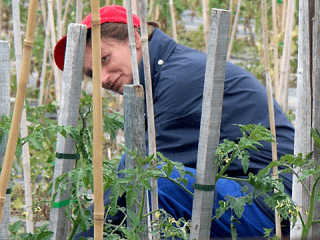Agrandir l'image - fenêtre modale - Christine Dufour taille des tomates dans le Grand Carré.