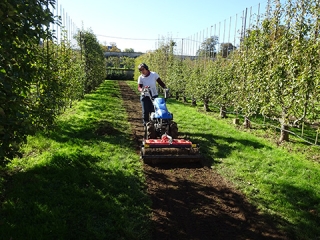 Agrandir l'image - fenêtre modale - Julie Rodriguez prépare un lit de semis pour une prairie fleurie entre deux rangées d'arbres dans le jardin Legendre du Potager du Roi.