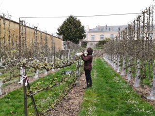 Agrandir l'image - fenêtre modale - Clémence Riva installe des sachets d'exclusion sur les pommiers dans le jardin Lelieur du Potager du Roi.