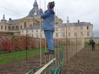 Agrandir l'image - fenêtre modale - Julie Rodriguez installe des lattes au jardin Du Breuil du Potager du Roi pour guider les futures plantations d'arbres.