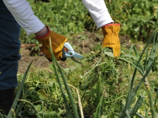 Agrandir l'image - fenêtre modale - Formation Maître Jardinier Vue du Potager du Roi Jardinier à Versailles Gros plan taille 