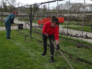 Agrandir l'image - fenêtre modale - Corinne Lescoutre travaille aux pieds des arbres dans le Grand Carré.
