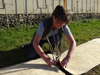 Agrandir l'image - fenêtre modale - Corinne Lescoutre installe du géochanvre sous une haie de petits fruits sur la terrasse du Couchant.