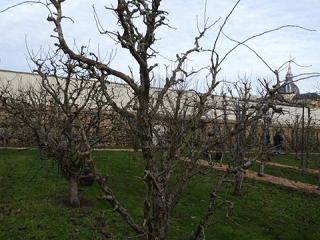 Agrandir l'image - fenêtre modale - Poirier de la variété Curé taillé par Isabelle Panis au jardin quatrième des Onze.