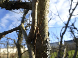 Agrandir l'image - fenêtre modale - Opilion ou faucheux sur un poirier du jardin quatrième des Onze.
