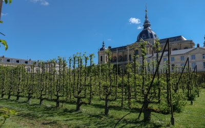 Formes fruitières du Potager du Roi avec vue sur la cathédrale Saint-Louis
