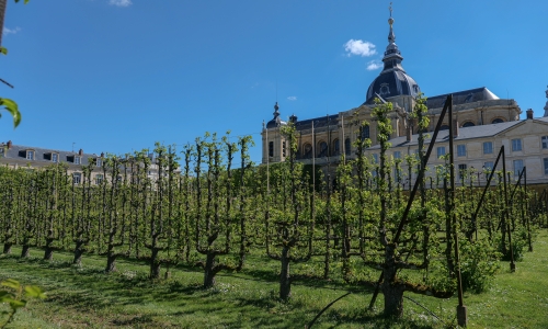 Agrandir l'image - fenêtre modale - Formes fruitières du Potager du Roi avec vue sur la cathédrale Saint-Louis